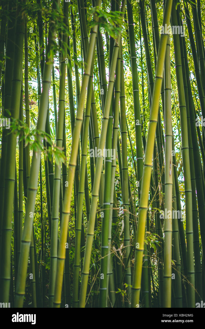 Bamboo Barcelona, Spain Stock Photo Alamy