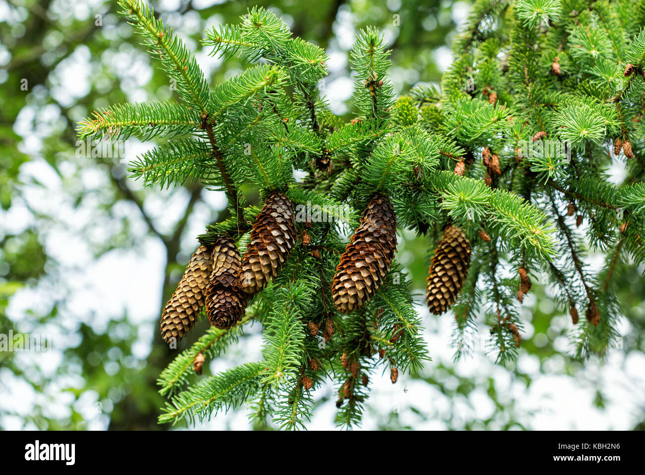 Branch of a tree with large open cones Stock Photo