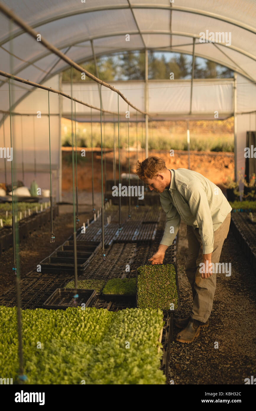 Man holding fresh leafy vegetable in greenhouse Stock Photo