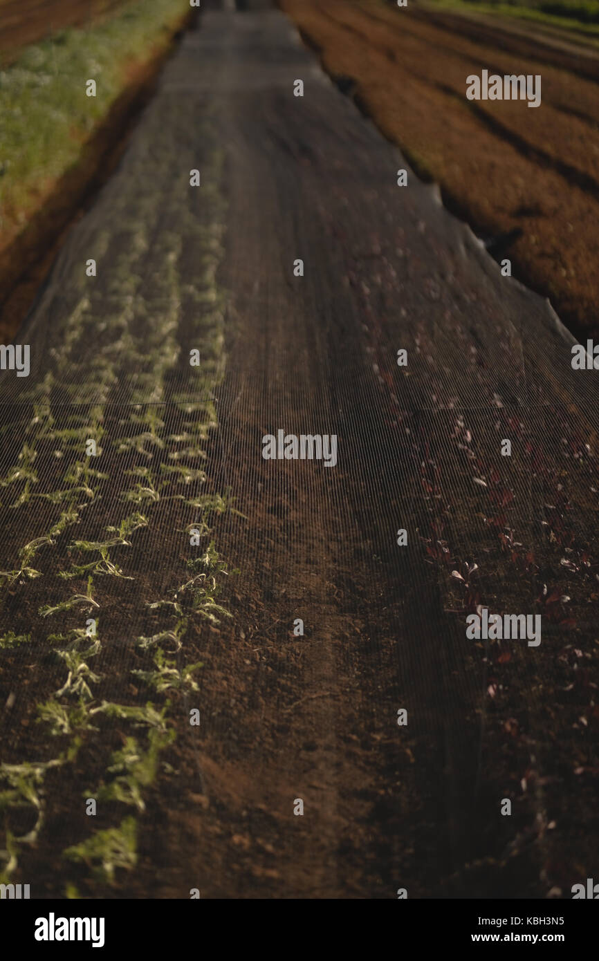 Crops covered with net in field on a sunny day Stock Photo - Alamy