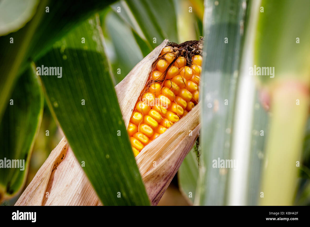 A corn maze or maize maze is a maze cut out of a corn field. The first