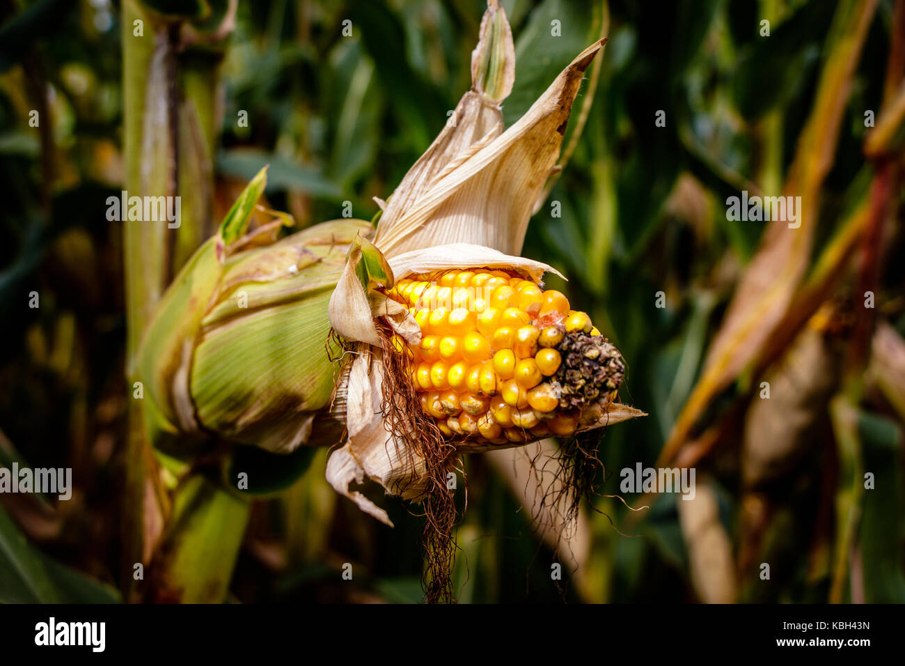 A corn maze or maize maze is a maze cut out of a corn field. The first