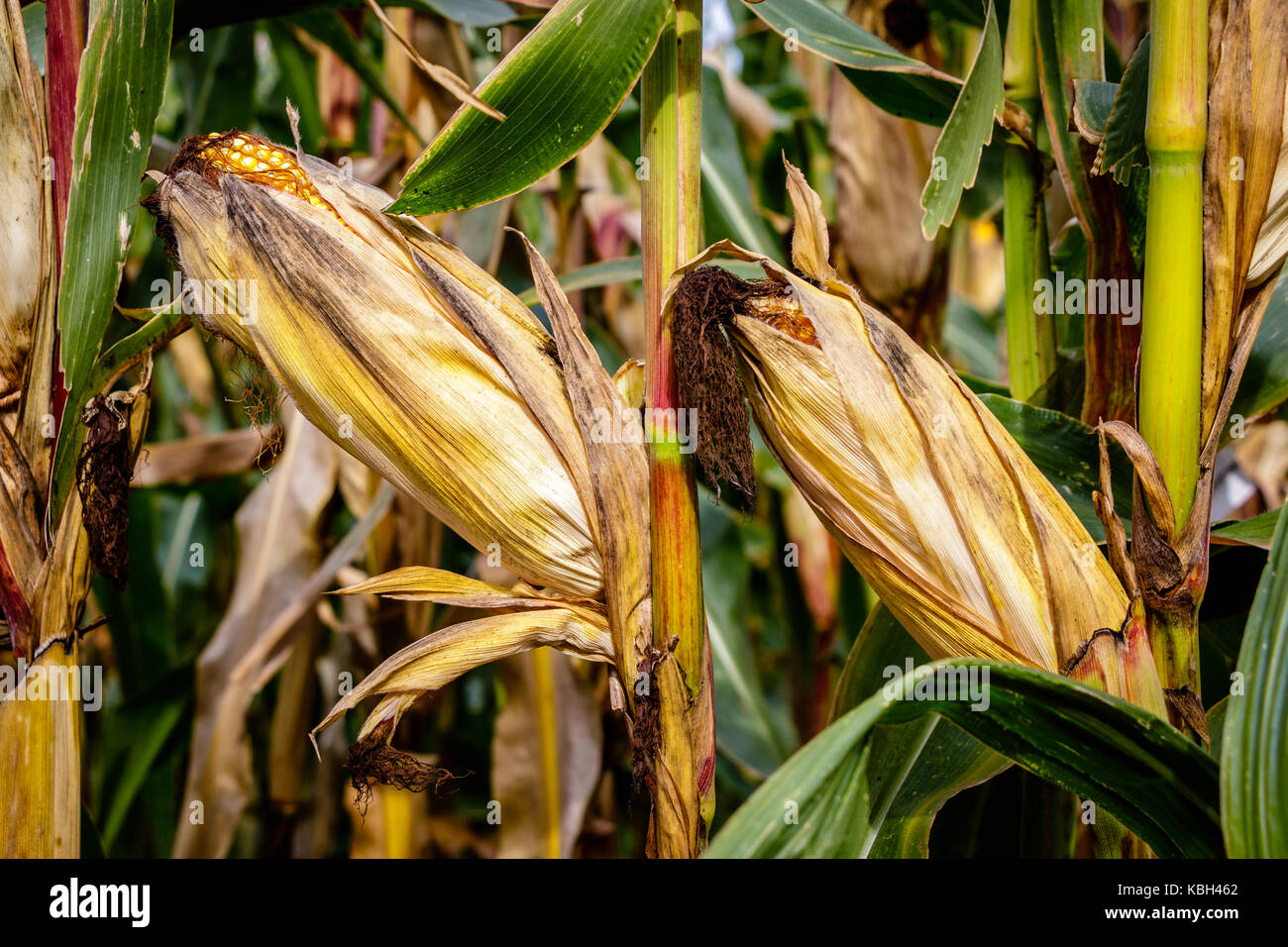 A corn maze or maize maze is a maze cut out of a corn field. The first