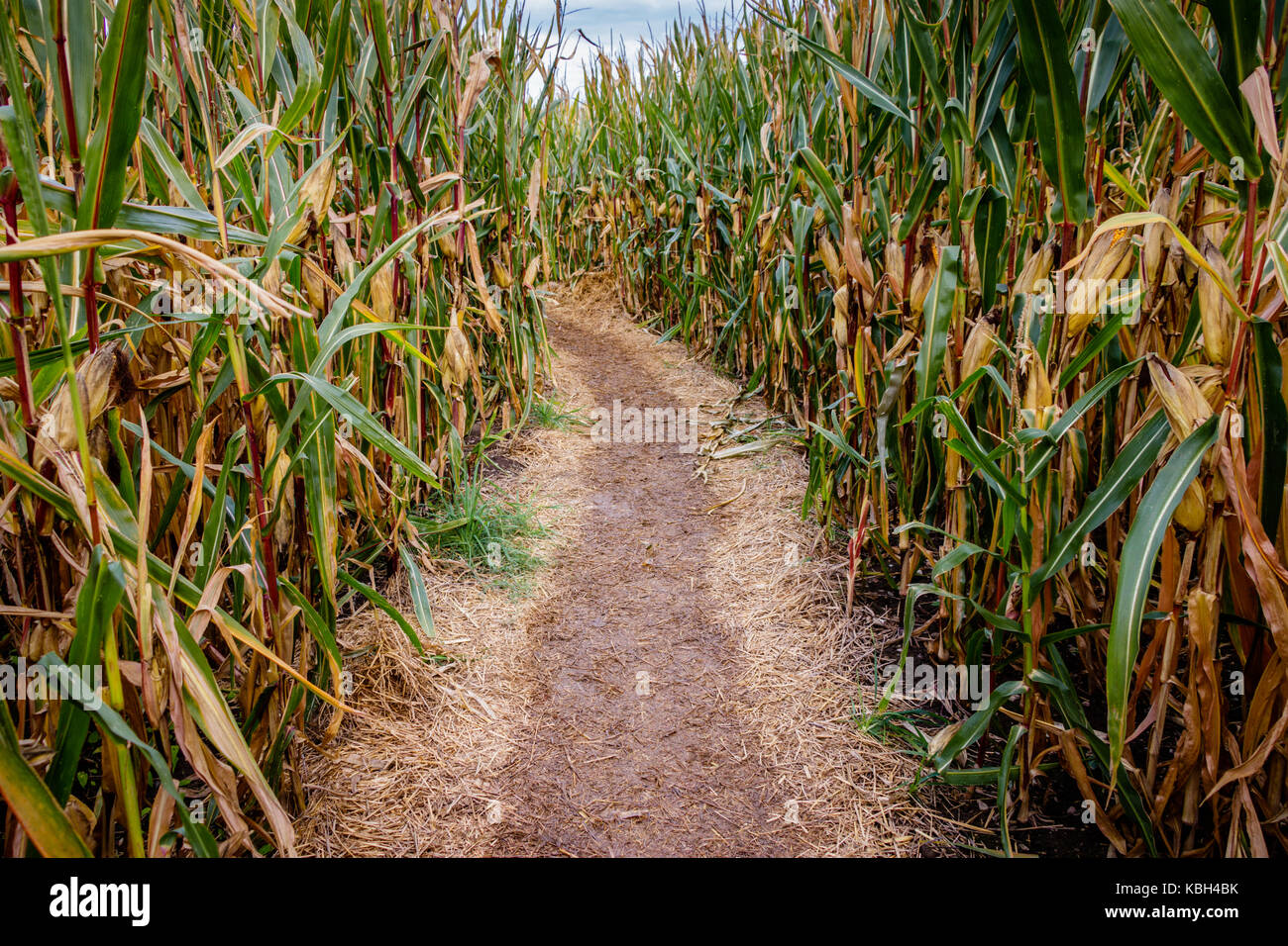 A corn maze or maize maze is a maze cut out of a corn field. The first