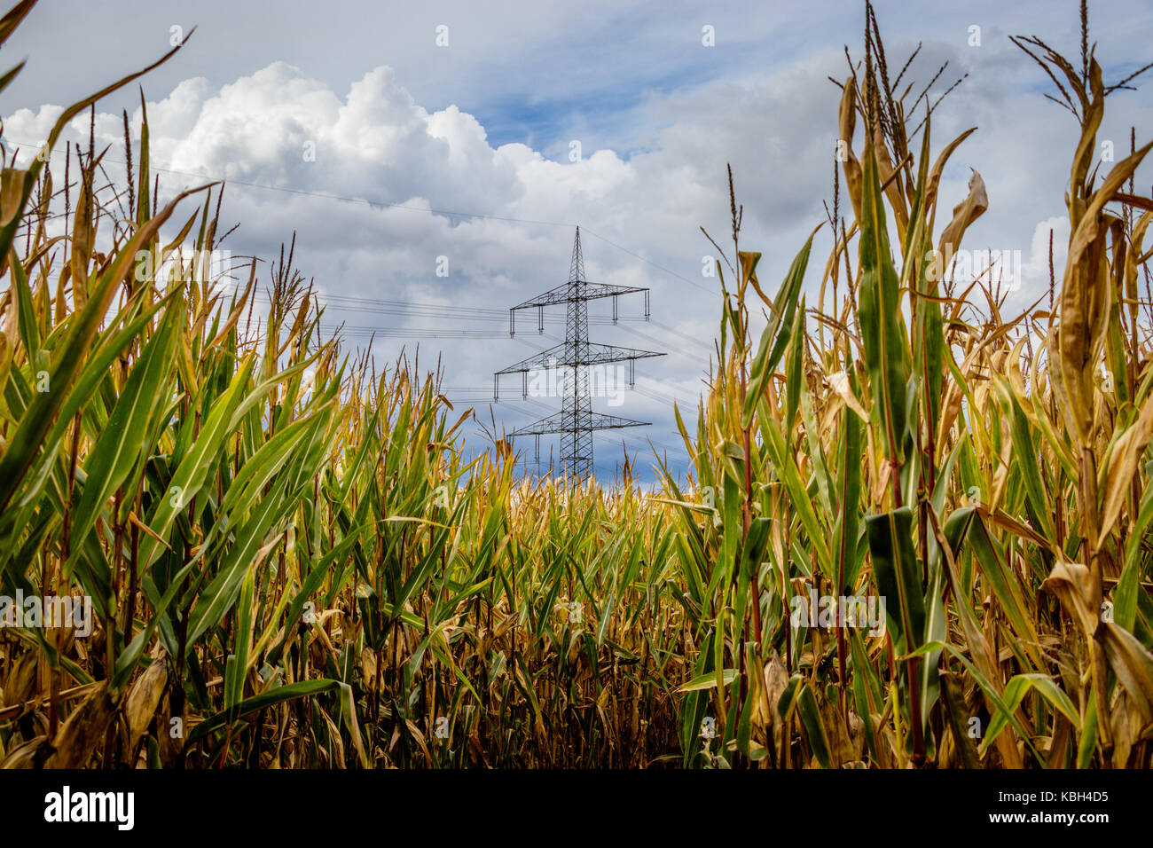 A corn maze or maize maze is a maze cut out of a corn field. The first