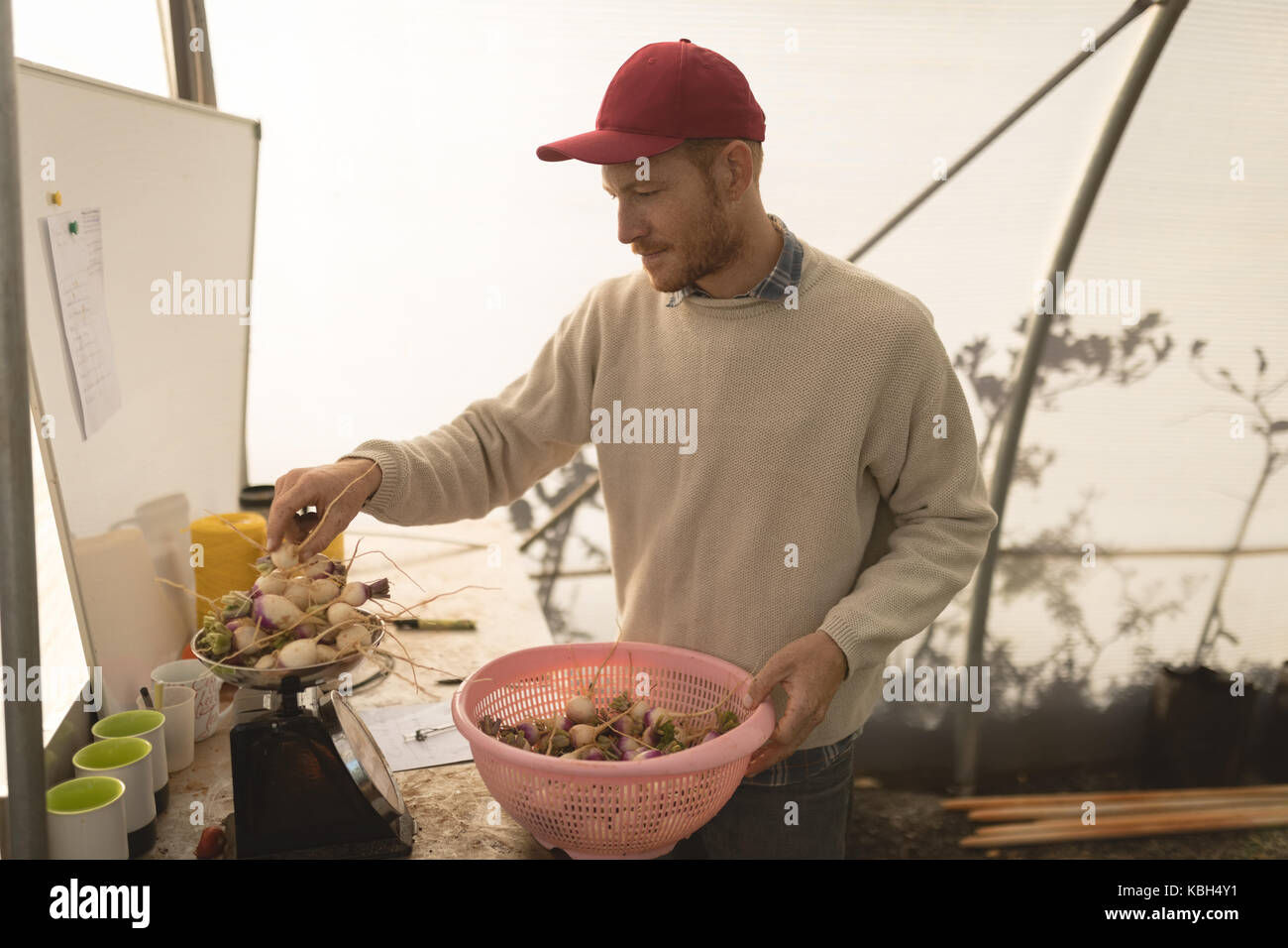 Farmer holding basket of root vegetables in greenhouse Stock Photo - Alamy