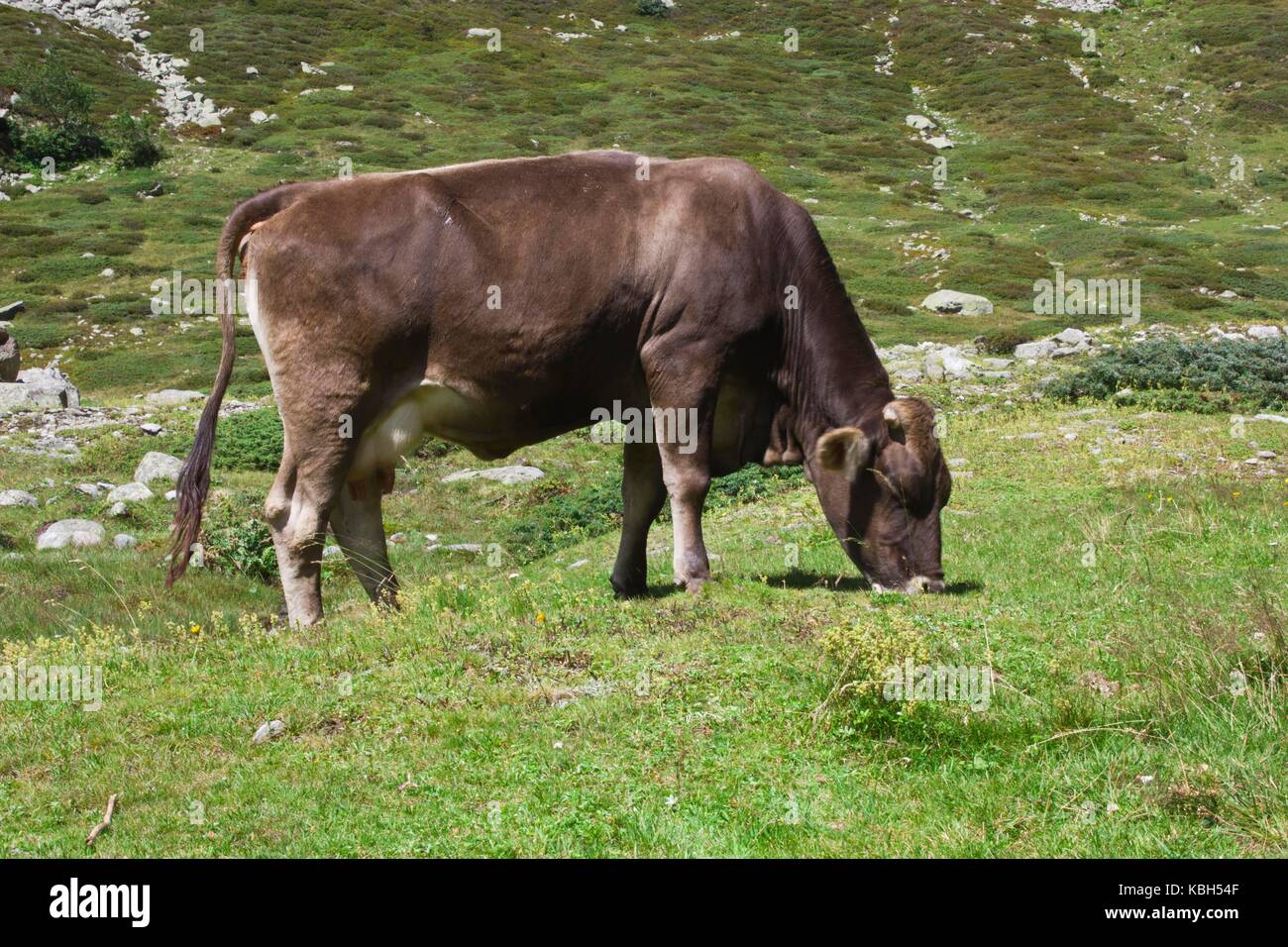 MADESIMO, ITALY AUGUST 21 2014 Brown cow ruminate in the grass in