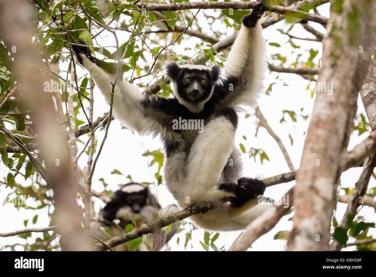 Africa, Madgascar, Andasibe Mantadia National Park, wild Indri (Indri indri), the world's largest lemur sitting in tree. Stock Photo