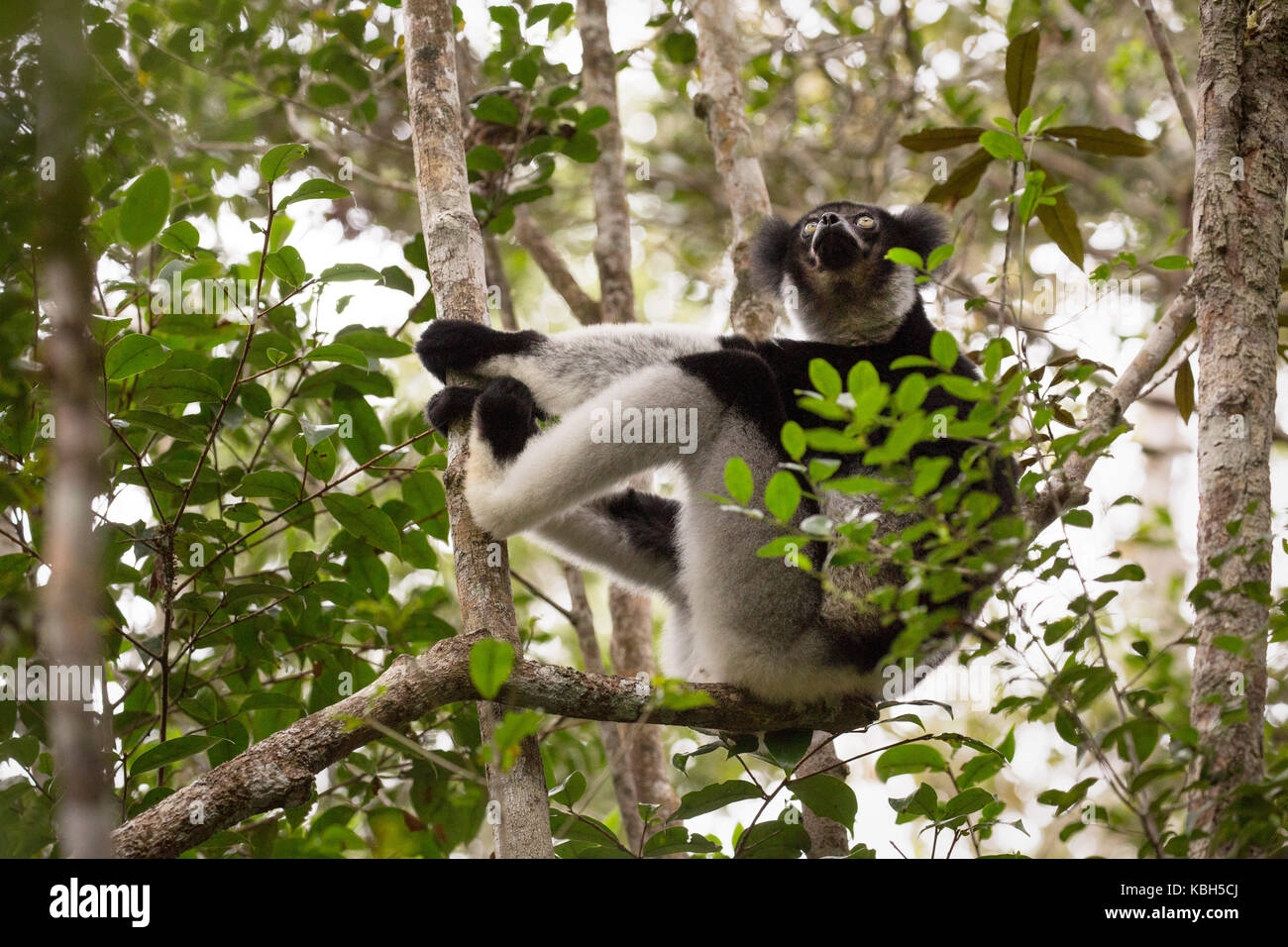 Africa, Madgascar, Andasibe Mantadia National Park, wild Indri (Indri indri), the world's largest lemur sitting in tree. Stock Photo