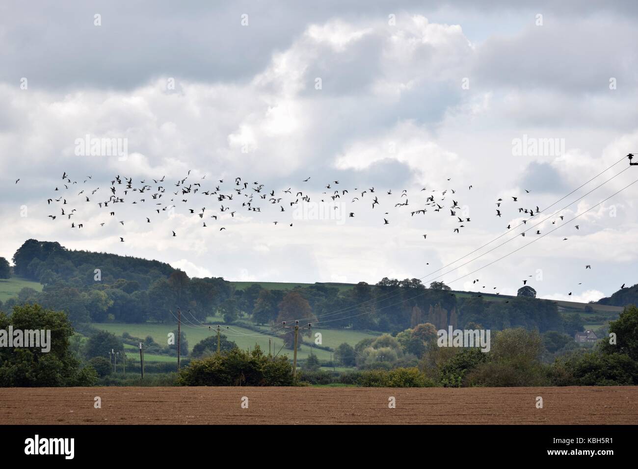 A ploughed field in a beautiful part of the countryside with a large group of birds flying off. Farmland down a quiet lane at the edge of the village. Stock Photo