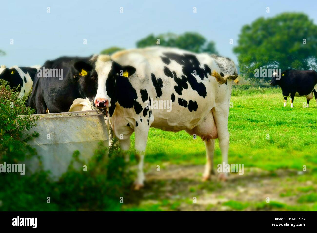 Cows in a field between Yeovilton and Ilchester Somerset UK. Farmland. Farmers living. A beautiful part of the countryside with fantastic views. Stock Photo