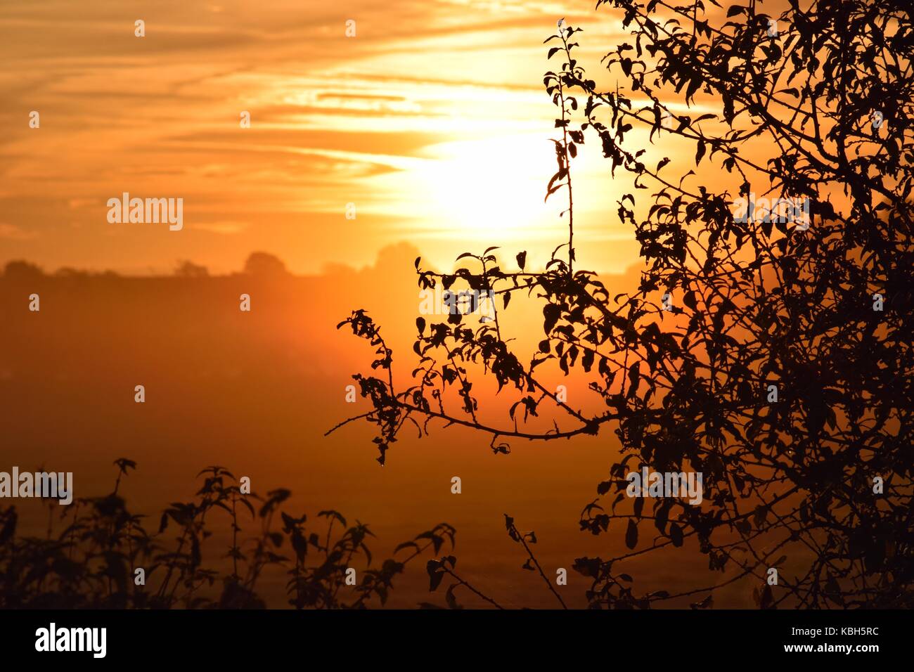 Sunrise over the fields in Yeovilton Somerset. The bright sun in the golden hour. Silhouettes of the trees. Misty early morning. Peaceful travelling. Stock Photo