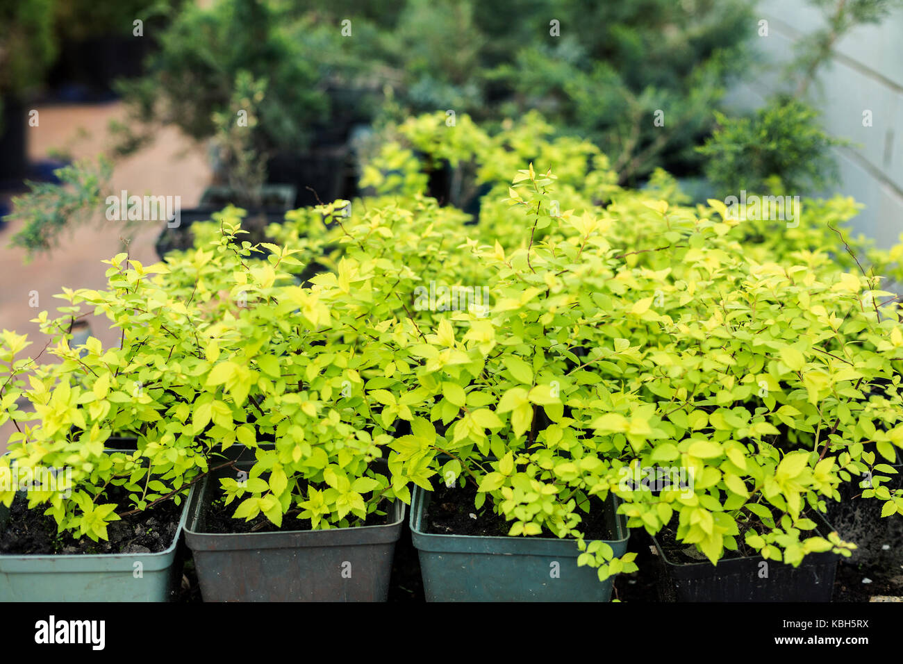 Spirea plants in pots on sale in greenhouse. Stock Photo