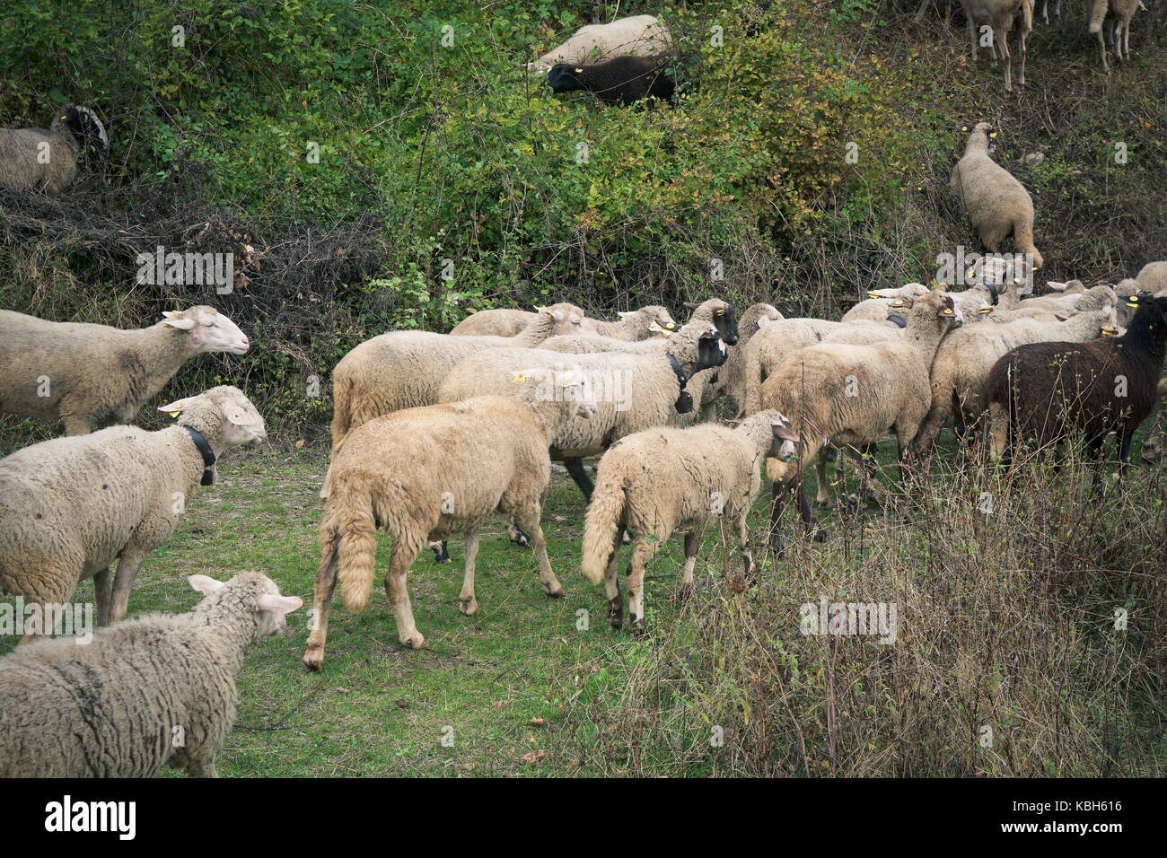 Flock of sheep in the meadow, near the village Stock Photo - Alamy