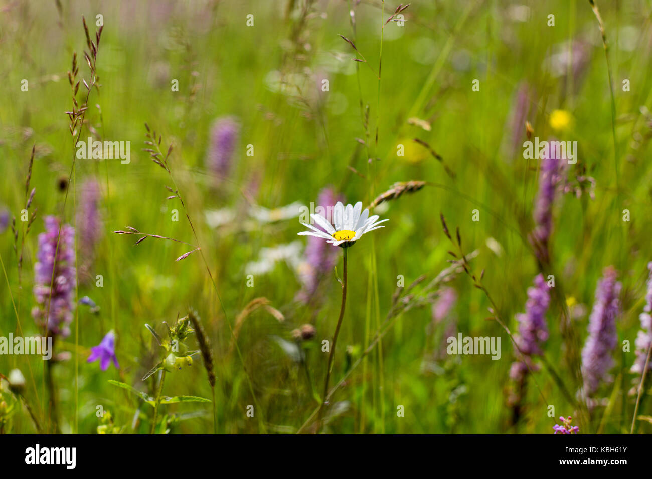 Beautiful meadow field with wild flowers. Spring Wildflowers closeup ...
