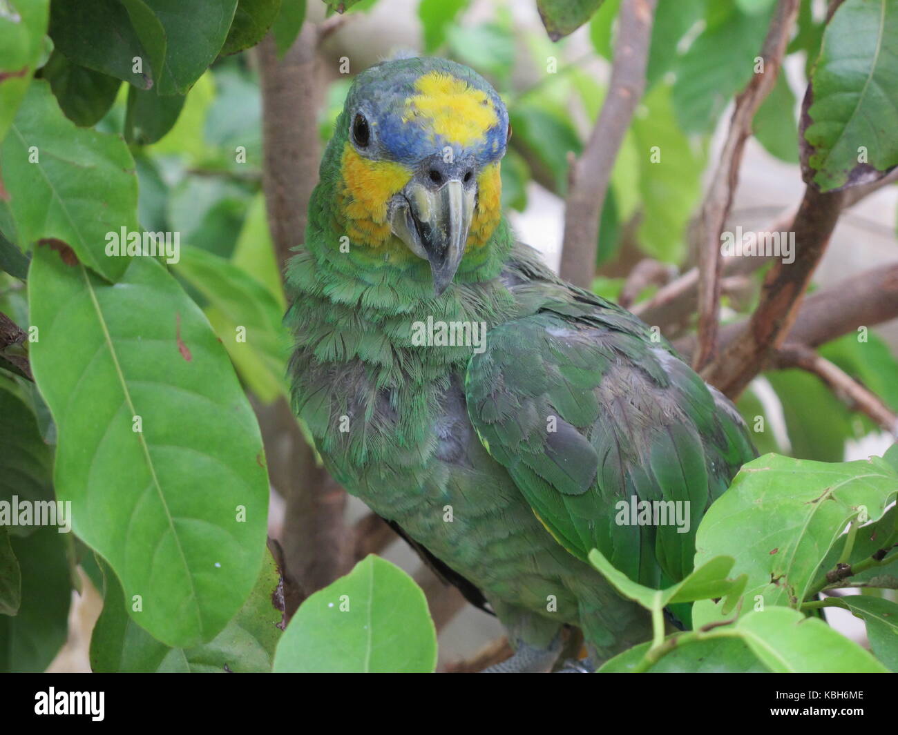 Yellow-crowned amazon parrot (Amazona ochrocephala) between leaves at the National Aviary of Colombia Stock Photo