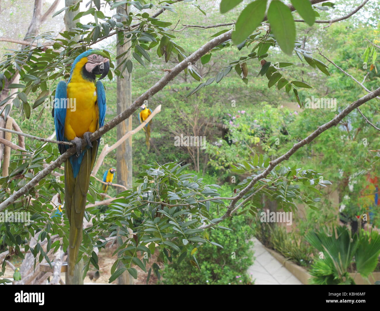 Blue and yellow macaw (ara ararauna) at the National Aviary of Colombia Stock Photo