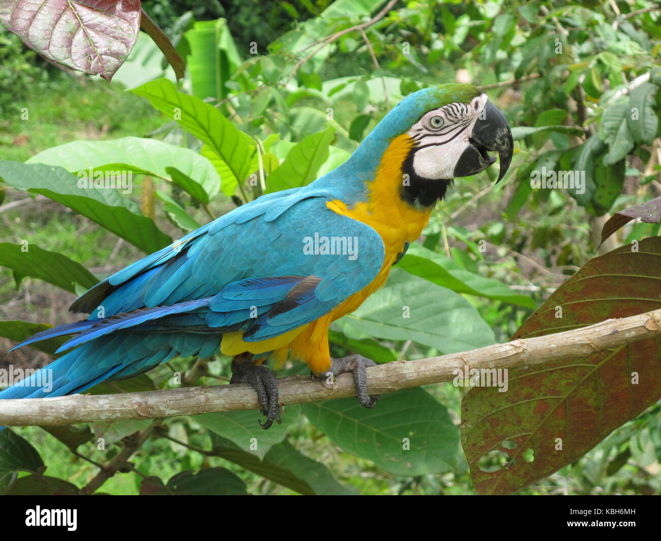 Tropical wildlife. Closeup of a blue and yellow macaw (Ara ararauna) at the Amazonas Stock Photo