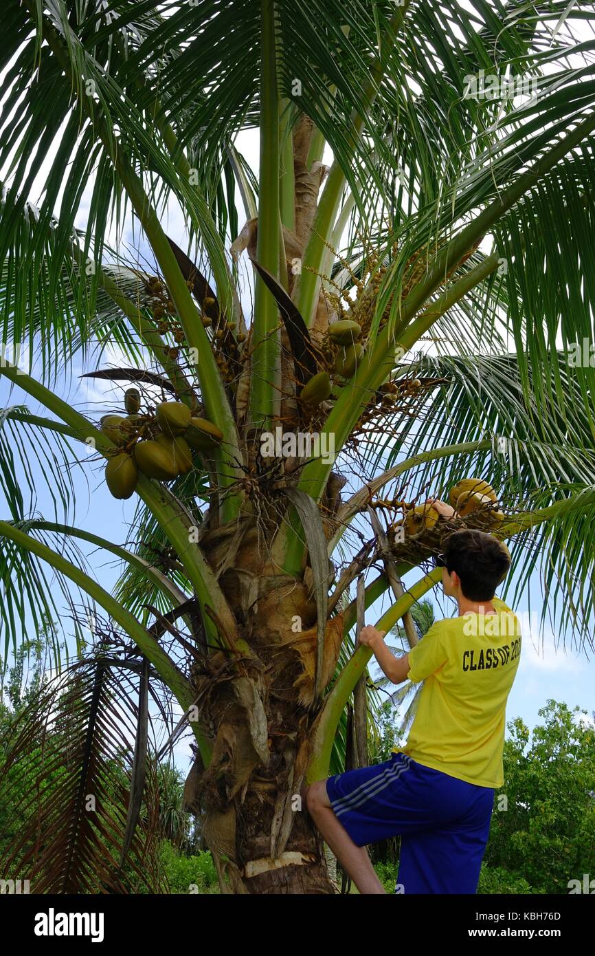 Boy climbing cocount tree Stock Photo