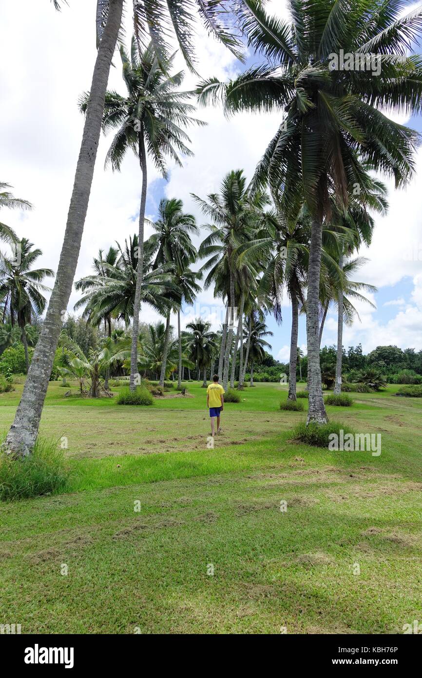 Boy walking in coconut grove in Kahuna garden, Hana Stock Photo Alamy