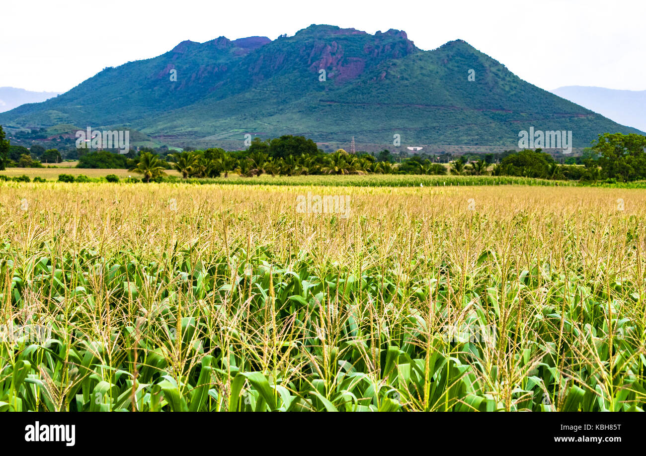 Maize crop and landscape view of mountains Stock Photo