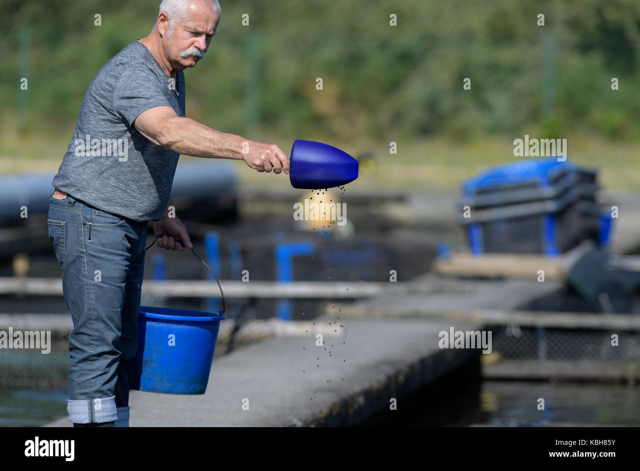 throwing the fish feeds Stock Photo Alamy