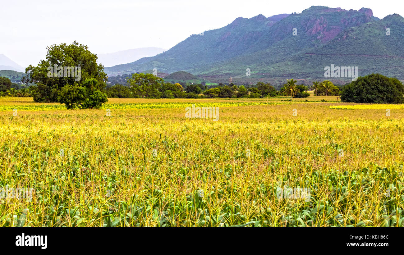 Landscape view of corn crop field and forest area under iron ore mountain Stock Photo