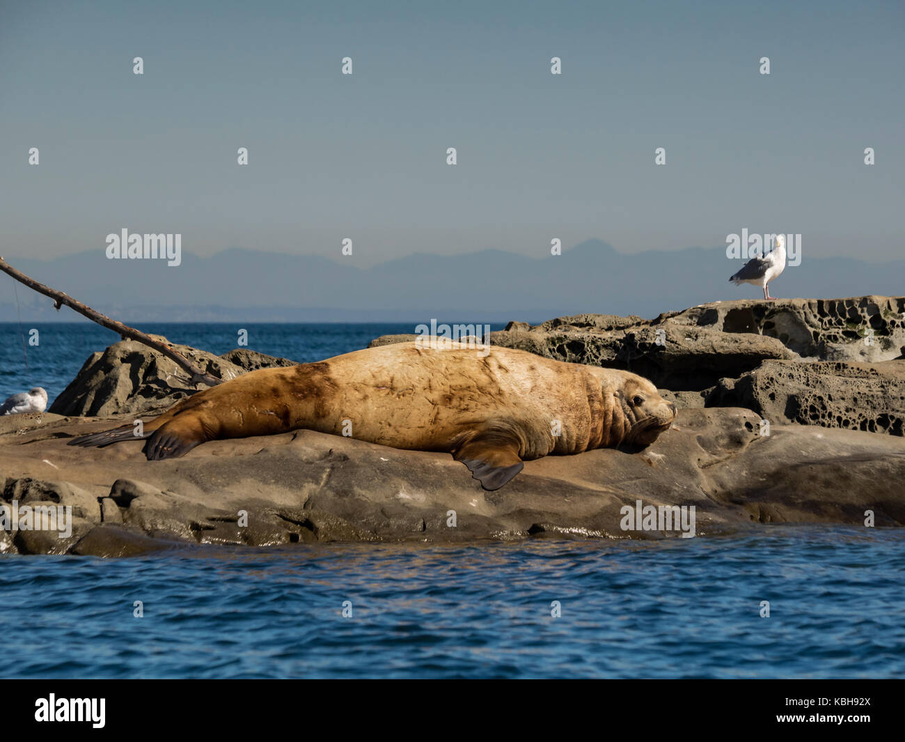 Huge male Steller Sea Lion sun bathing. Stock Photo
