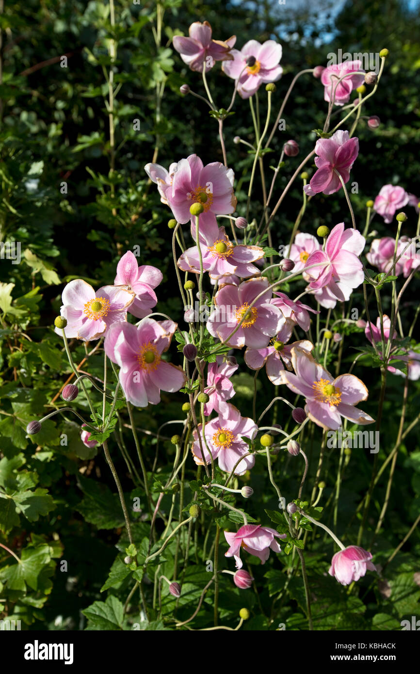 Japanese Anemone in flower in late summer, North Yorkshire, England, UK Stock Photo