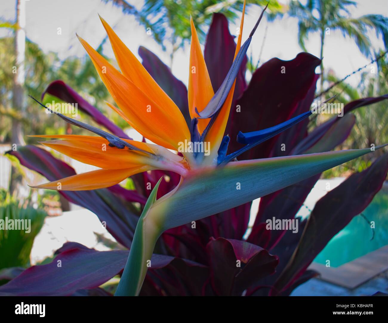 Birds of Paradise flower in front of red cordyline Stock Photo