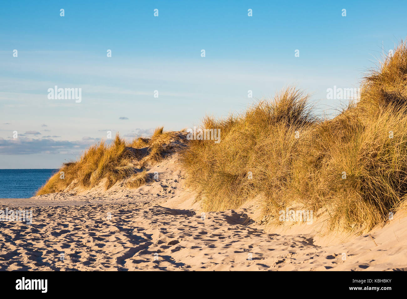 Dune on the beach in Warnemuende, Germany Stock Photo - Alamy