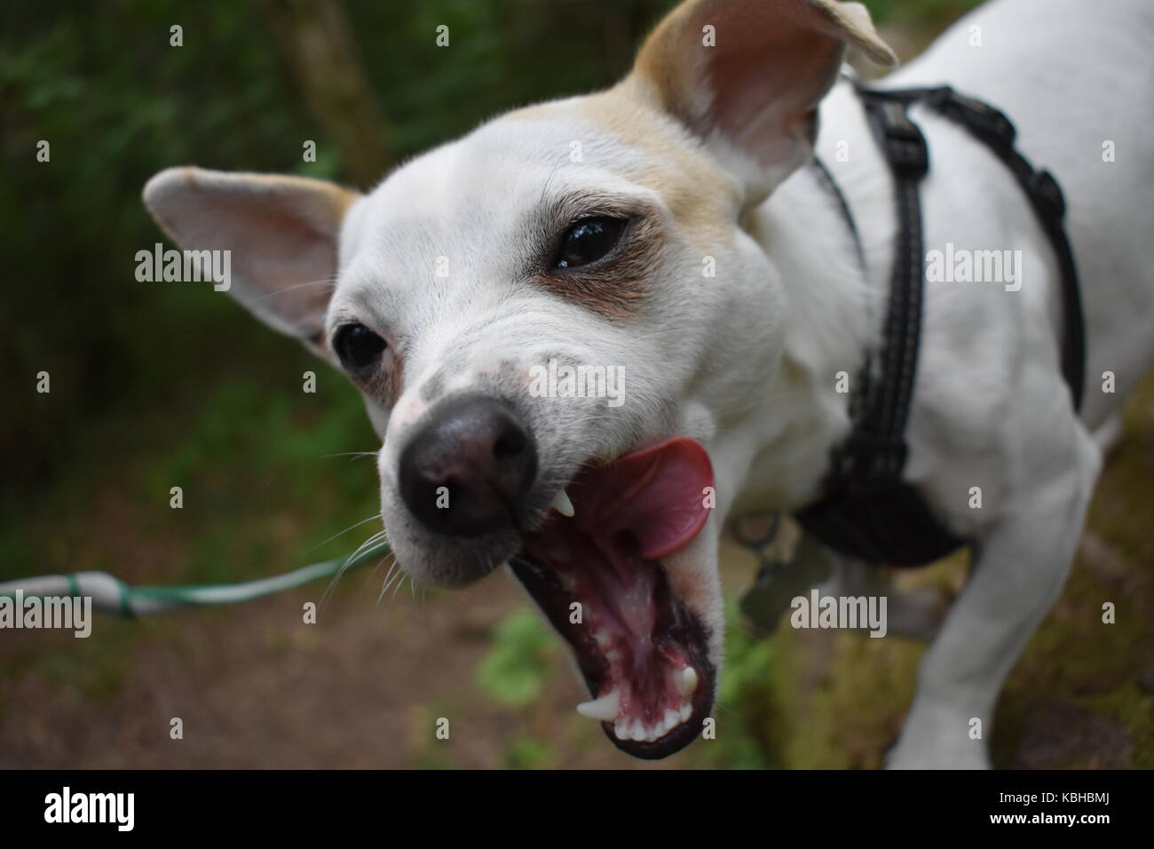 Jack Russel with tounge sticking out Stock Photo
