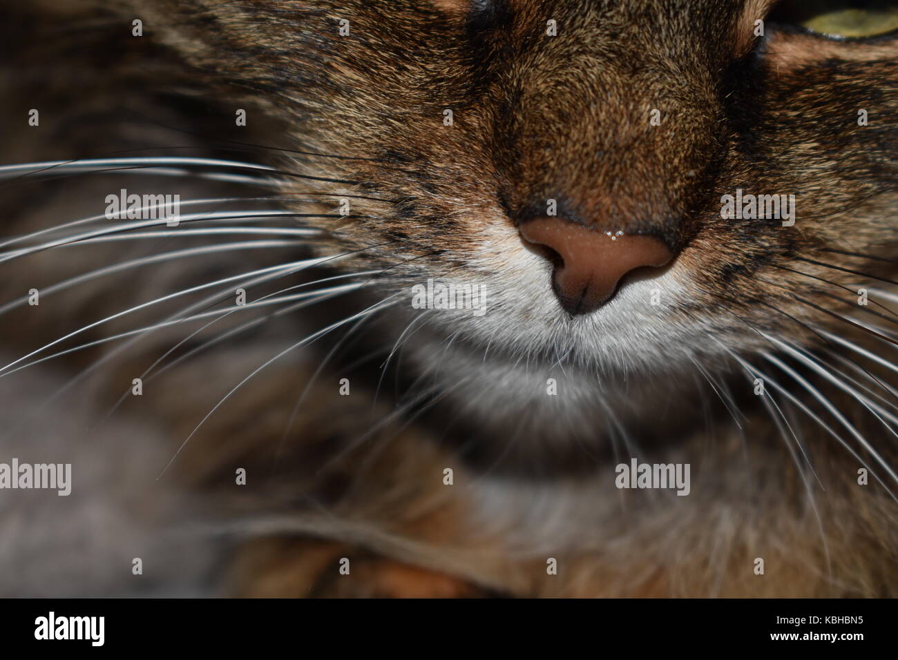 Close up of a cats long, whiskers Stock Photo