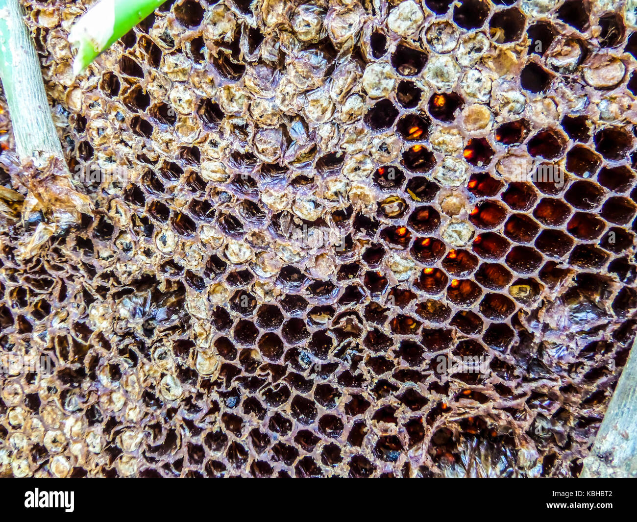A beehive (honeycomb) is an enclosed structure in which some honey bee species of the subgenus Apis live and raise their young Stock Photo