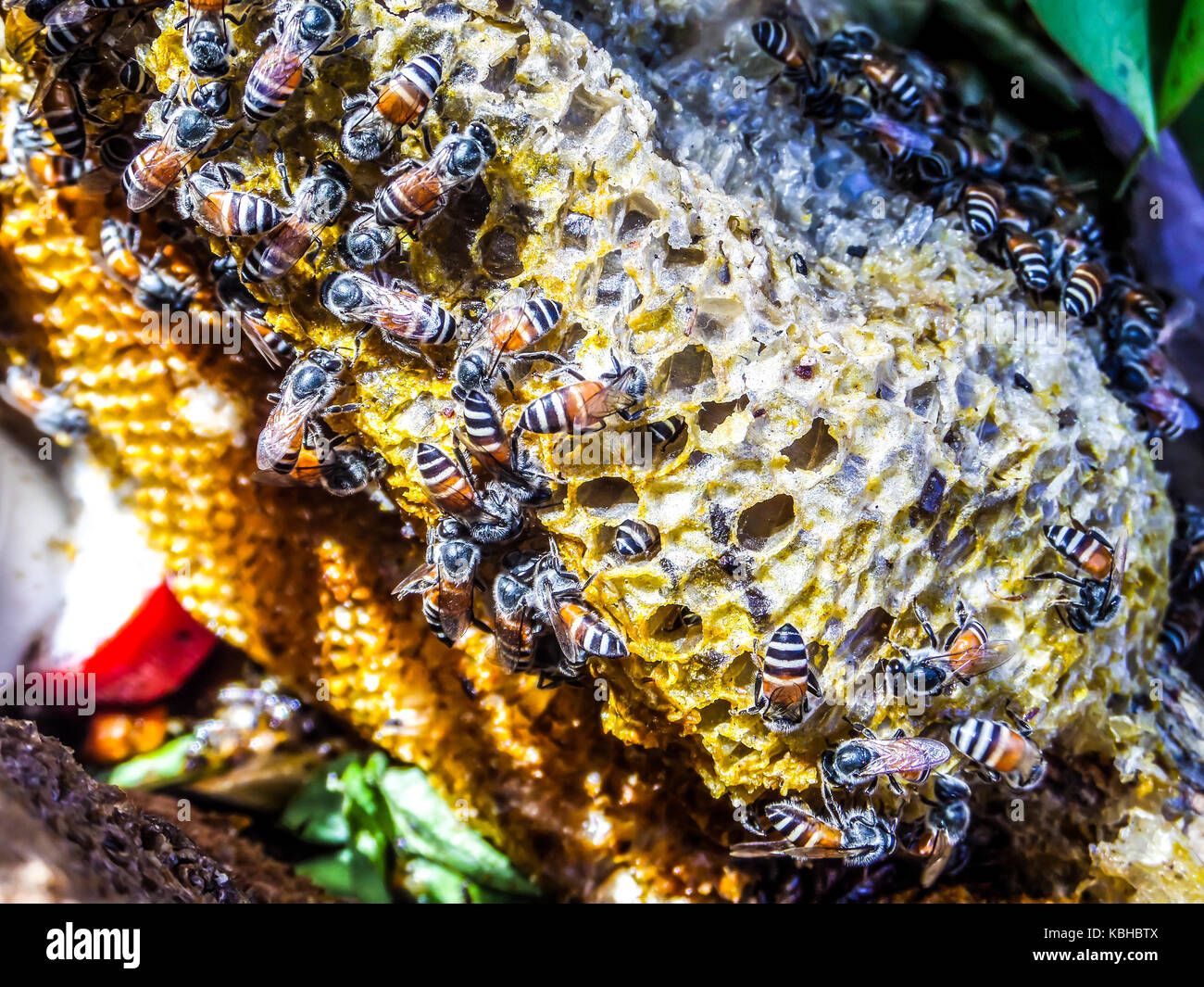 A beehive (honeycomb) is an enclosed structure in which some honey bee ... Biology Diagrams