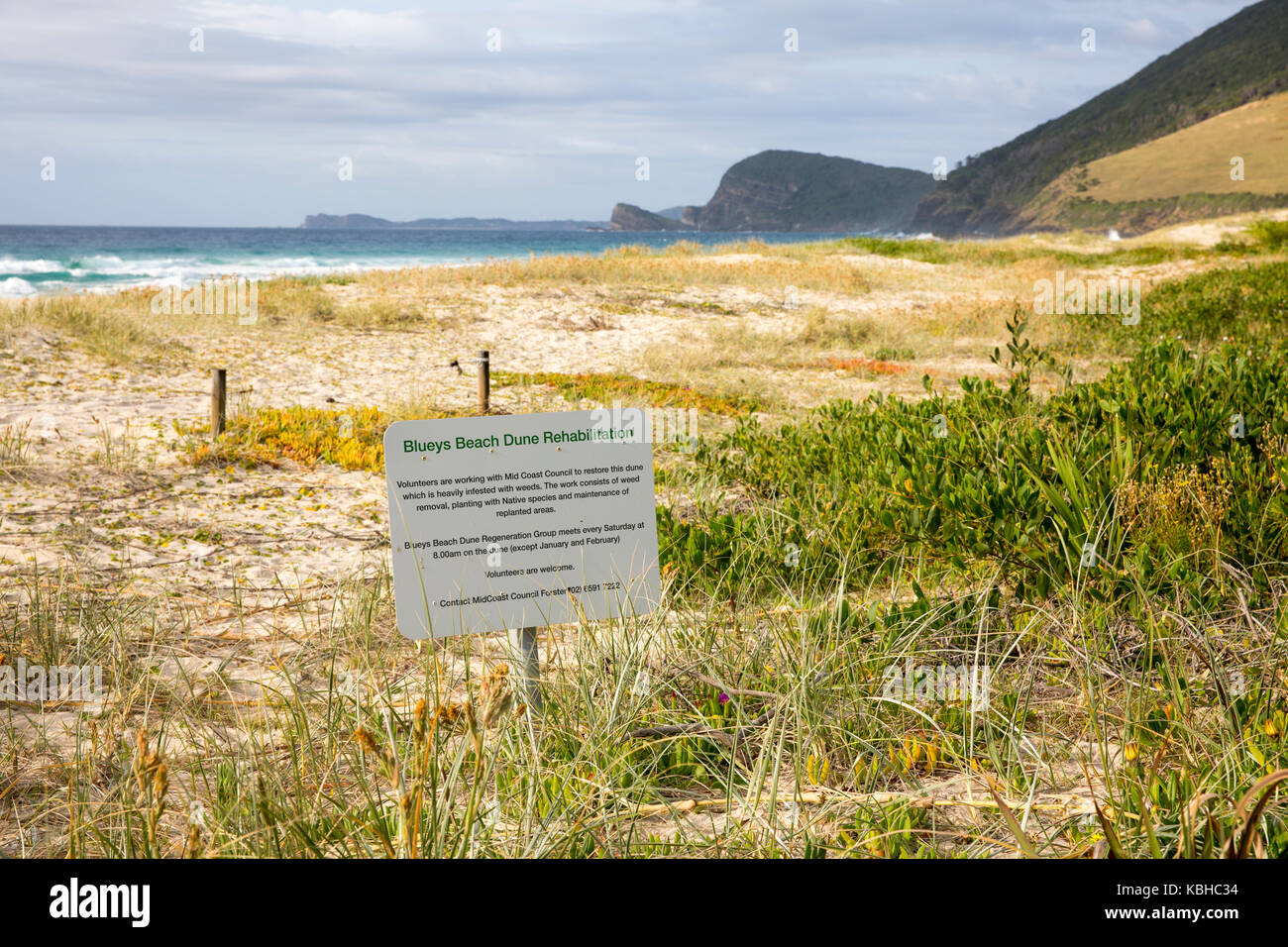 Sand dune rehabilitation at Blueys Beach in Pacific Palms on the mid north coast of new south wales,Australia Stock Photo