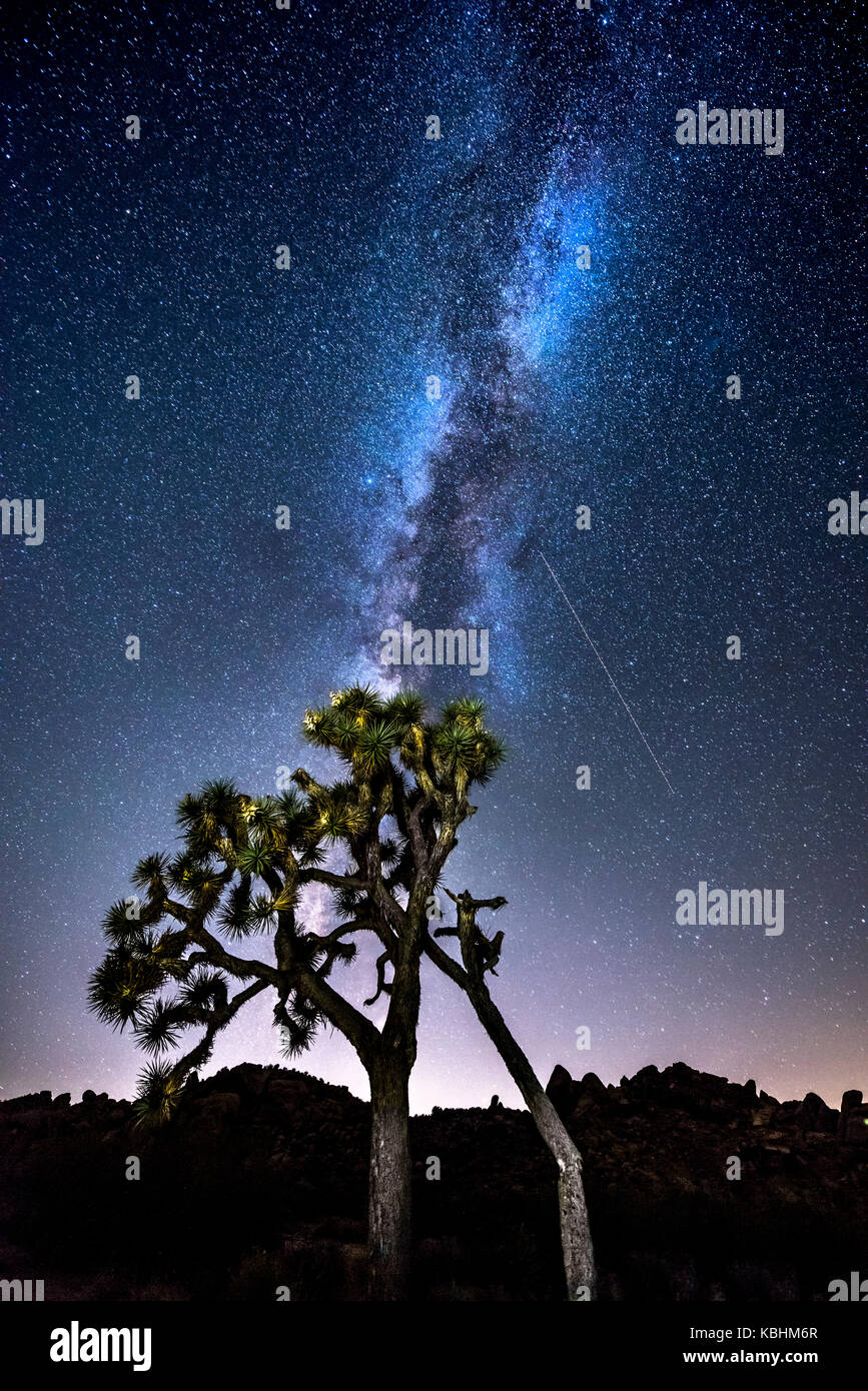 The night sky peppered with thousands of stars and the beautiful Milky Way, which hangs vertically over a Joshua Tree in Joshua Tree National Park. Stock Photo