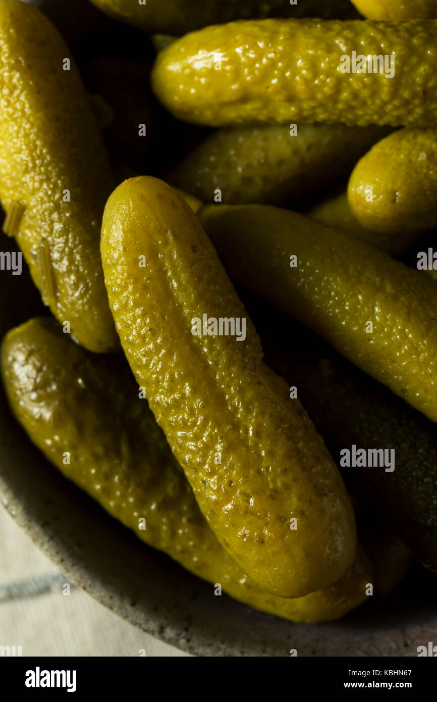 Pickled Organic Cornichon Gherkin Pickles with Dill and Spices Stock