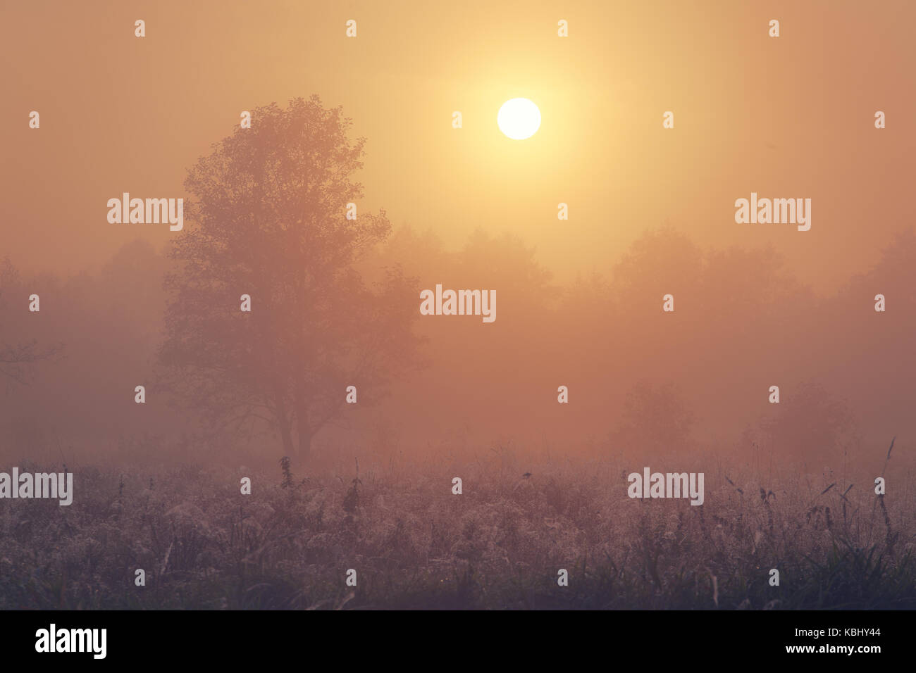 Autumn foggy morning. Sun illuminates foggy autumn nature. Stock Photo