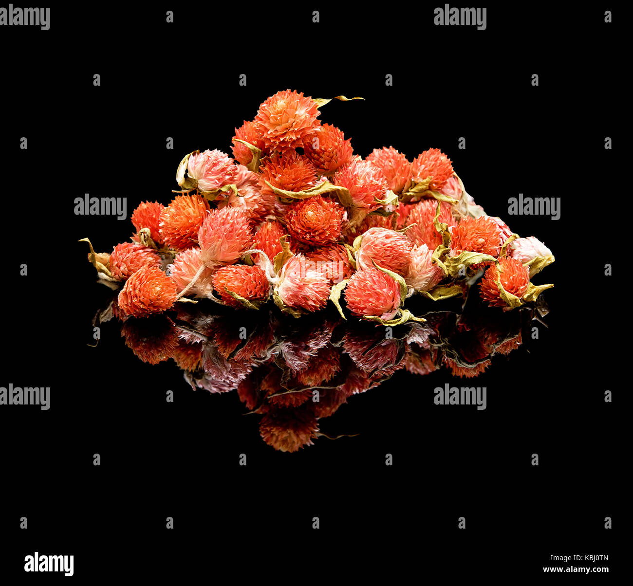 Flower tea. Chinese tea additive for brewing. On a black glossy background with real reflection. Pile of dried flowers Gomphrena or Globe amaranths. Stock Photo