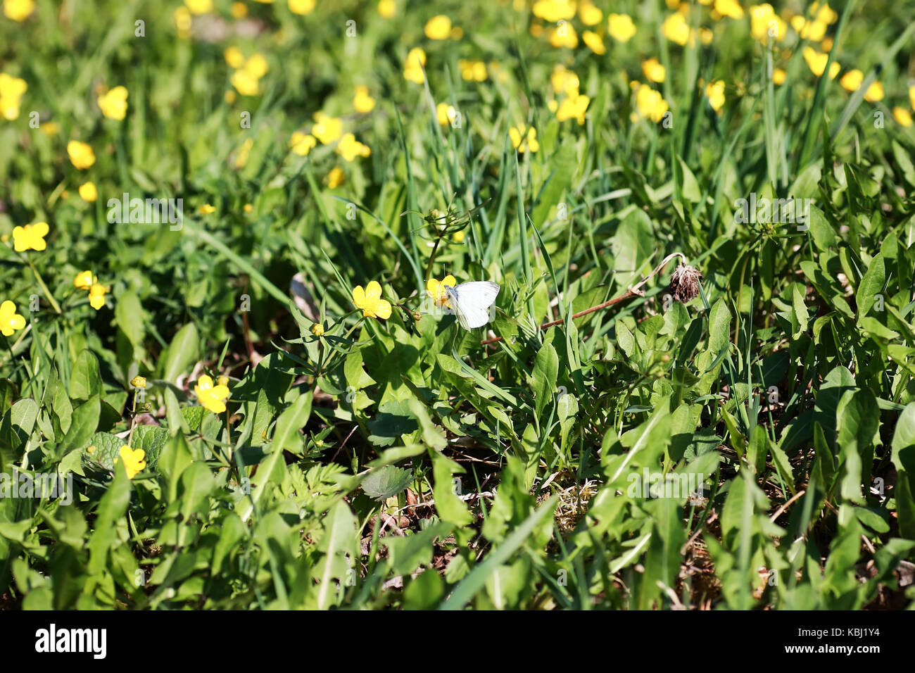 wild spring flower in a field Stock Photo Alamy