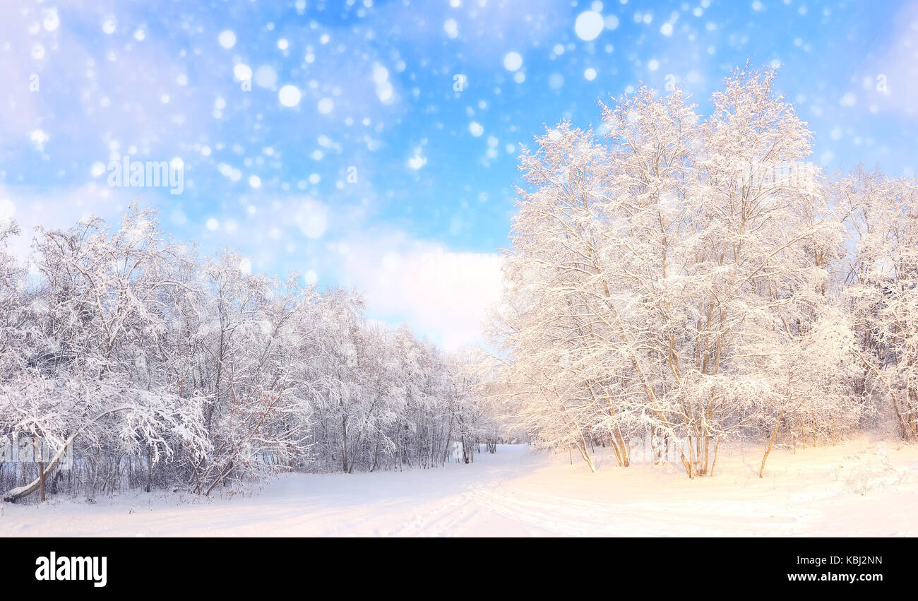 Christmas snowfall in park. Beautiful winter snowy xmas nature. White snowflakes on sunny snowy forest background. Stock Photo