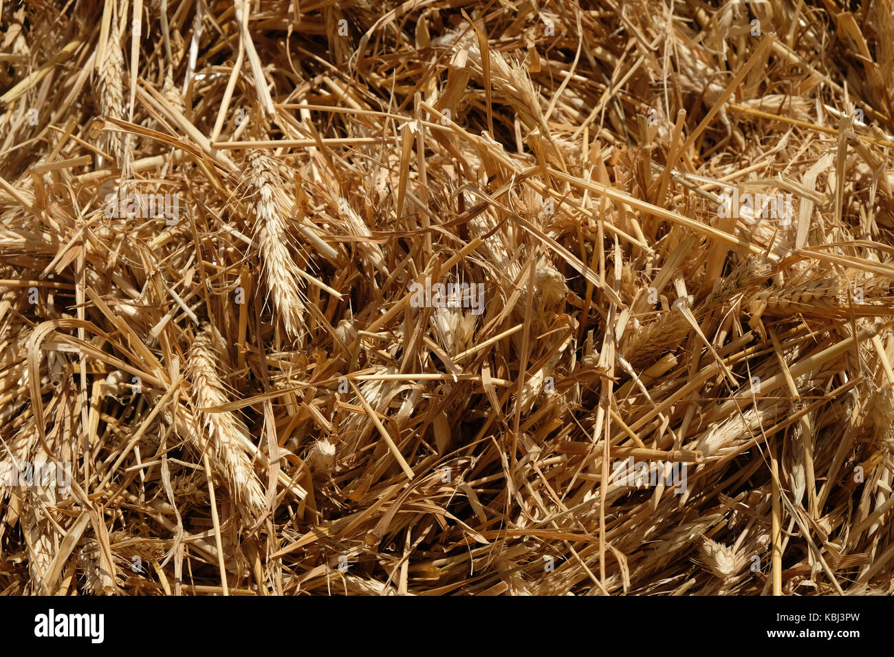 Straw, close up Stock Photo Alamy