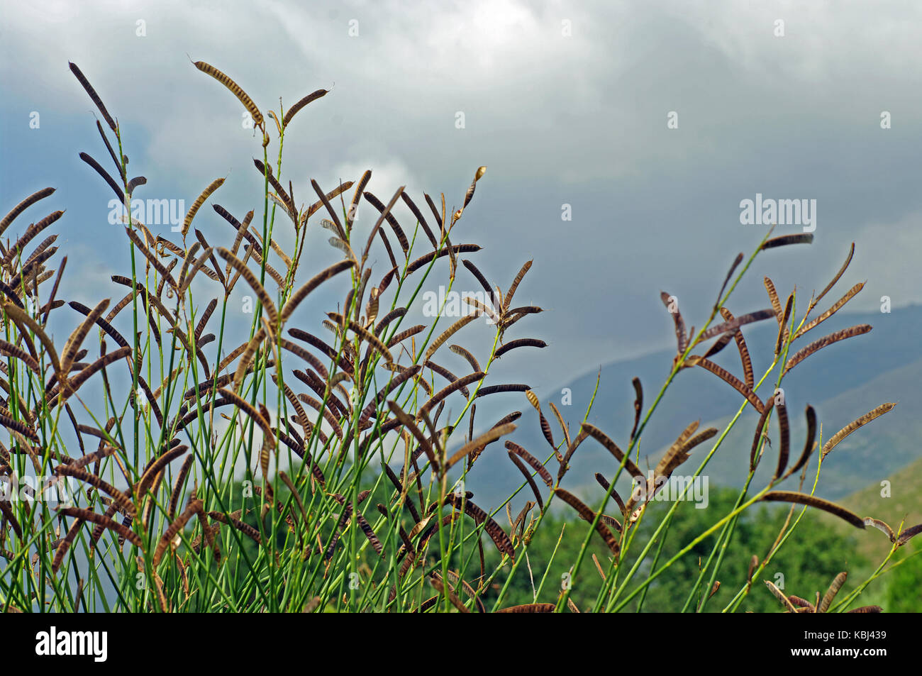 this is Cytisus scoparius, the Common Broom or Scotch broom, with fruits, family Leguminosae Stock Photo