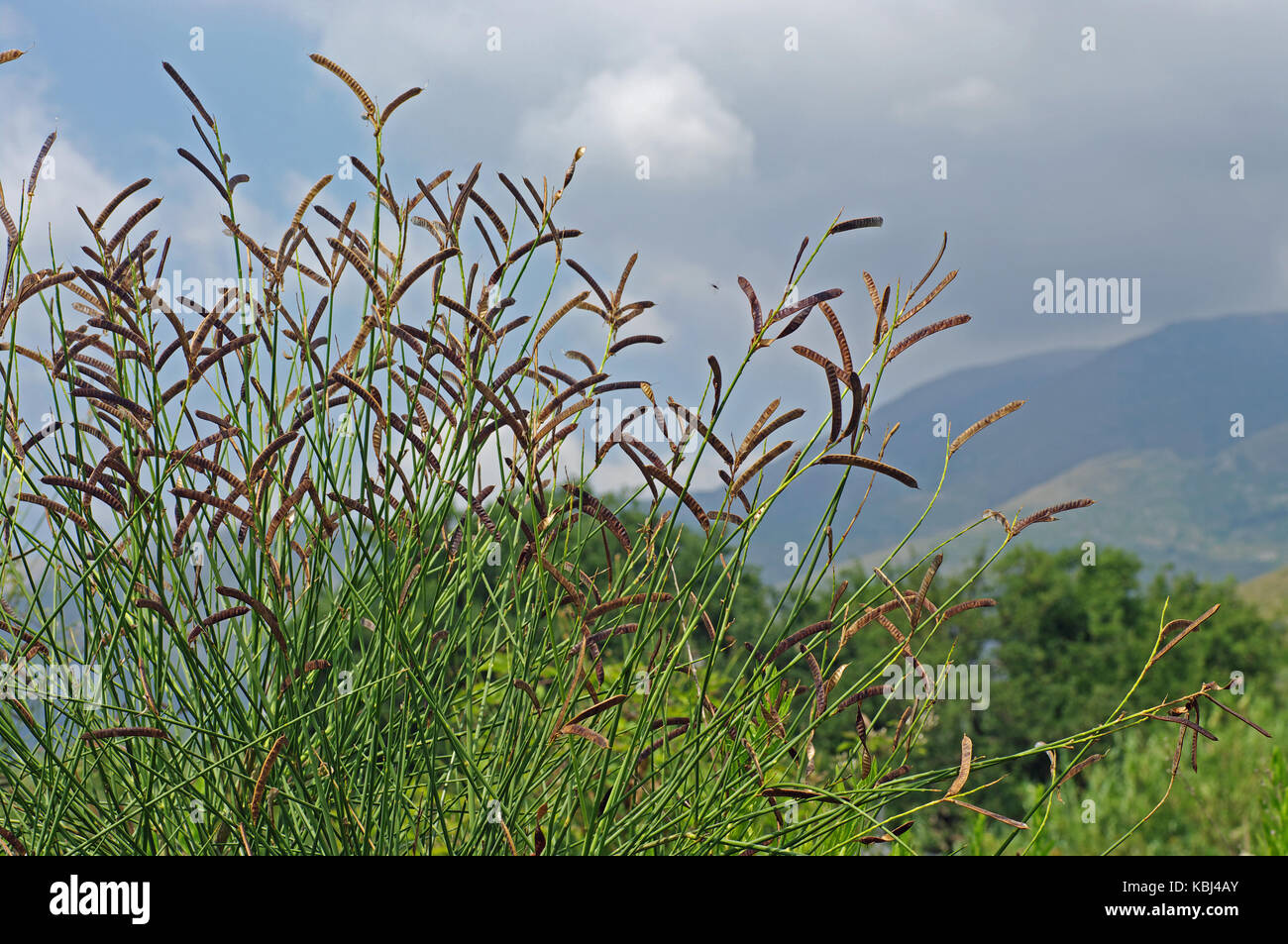 this is Cytisus scoparius, the Common Broom or Scotch broom, with fruits, family Leguminosae Stock Photo