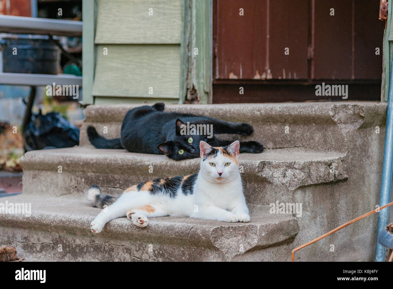Two cute feral cats lounging on the steps of an abandoned building. Stock Photo