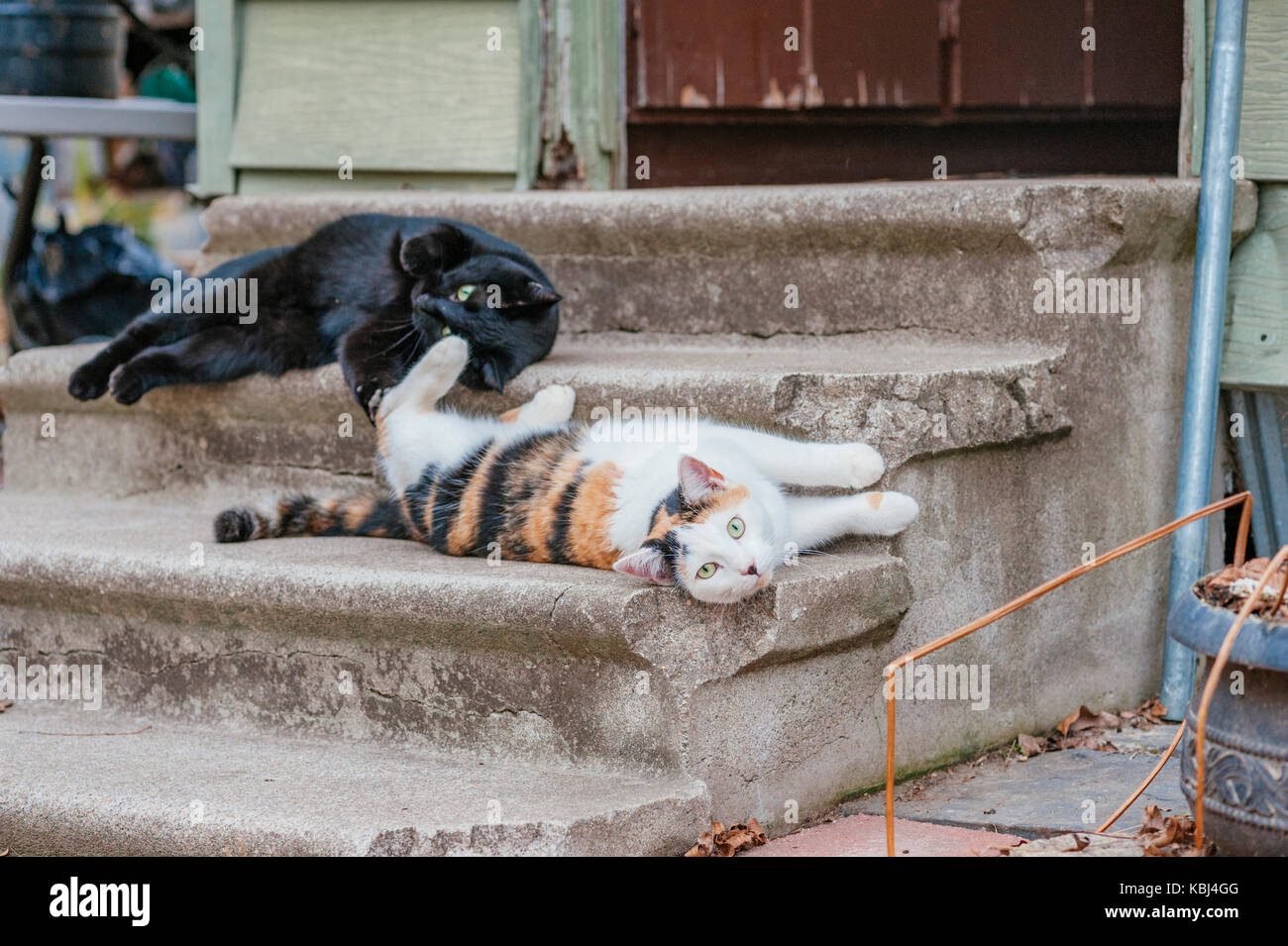 Two cute feral cats lounging on the steps of an abandoned building. Stock Photo