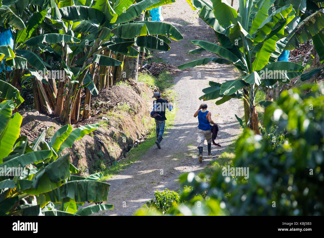 Pickers rushing home after work, Hacienda Venecia Coffee Farm, Manizales, Colombia Stock Photo