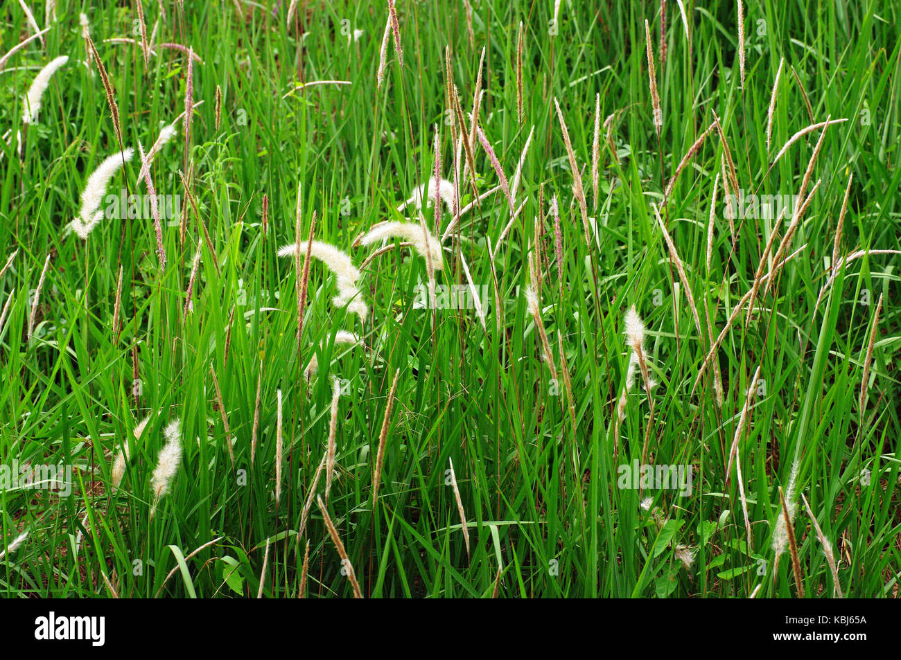 this is Imperata cylindrica, the Cogon grass, family Poaceae Stock Photo