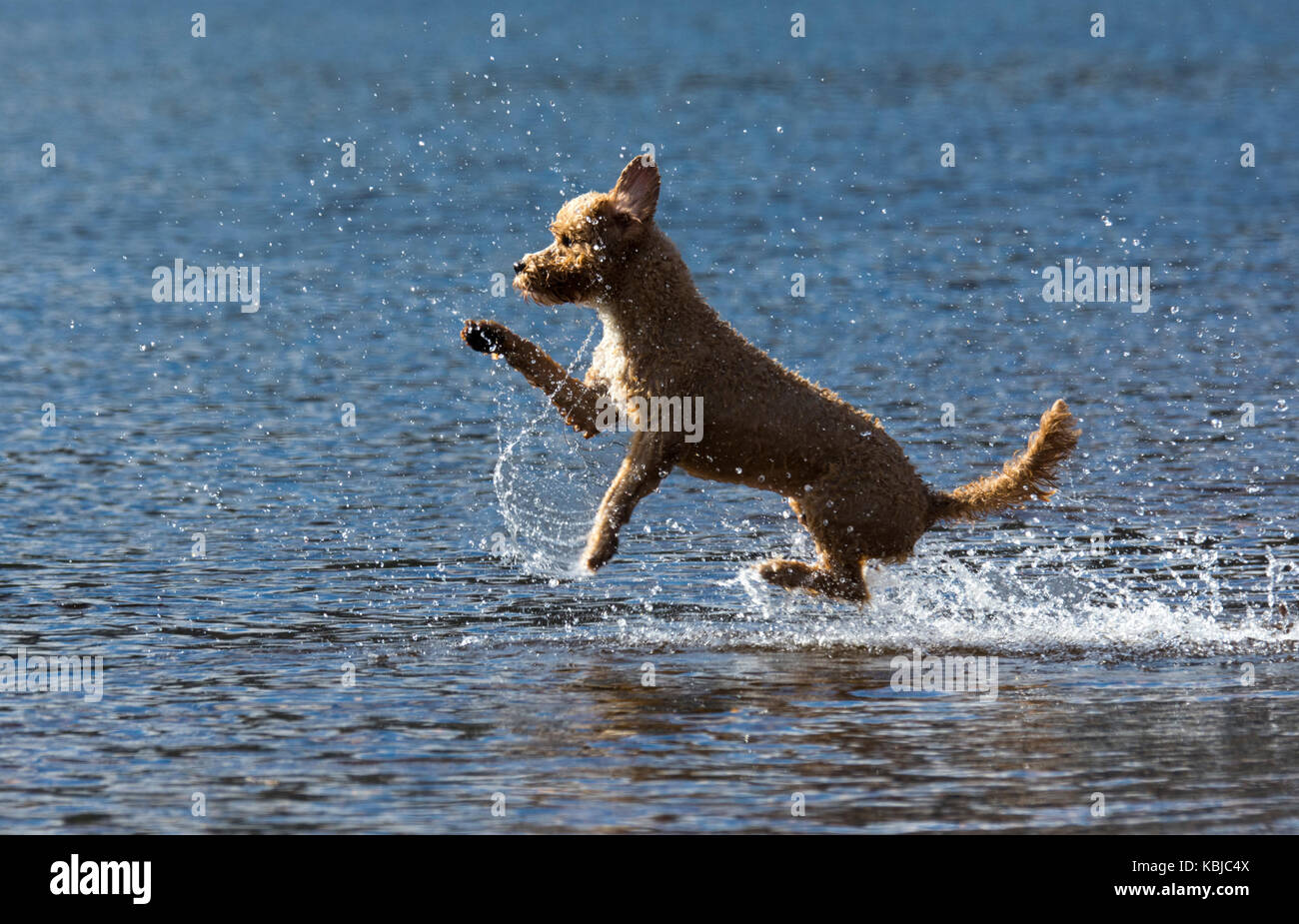 Leaping dog about to land in water Stock Photo Alamy